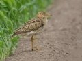 Upland Sandpiper - Superior Turf Farm, San Benito