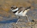 Killdeer fledgling - Superior Turf Farm, San Benito