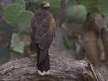 Harris's Hawk