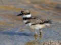 Killdeer fledgling - Superior Turf Farm, San Benito