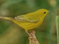 Yellow Warbler