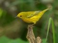 Yellow Warbler