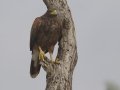 Harris's Hawk