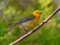 Prothonotary Warbler - South Padre Island