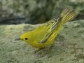 Yellow Warbler