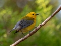 Prothonotary Warbler - South Padre Island