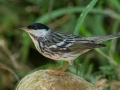 Blackpoll Warbler - South Padre Island