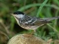 Blackpoll Warbler - South Padre Island