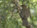 Clay-colored Thrush - Bentsen Rio Grande Valley State Park