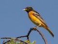 Baltimore Oriole - South Padre Island