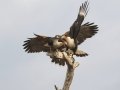 Crested Caracaras with Harris's Hawk - Martin Refuge, Penitas