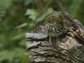 Ovenbird - South Padre Island