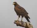 Harris's Hawk