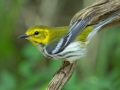 Black-throated Green Warbler  -  South Padre Island
