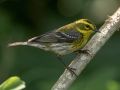 Townsend's Warbler - South Padre Island