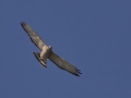 Broad-winged Hawk juvenile - Santa Ana National Wildlife Refuge