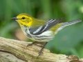 Black-throated Green Warbler  -  South Padre Island