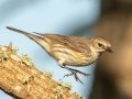 Yellow-rumped Warbler (Myrtle)