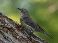 Yellow-rumped Warbler (Myrtle)