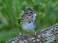 Lincoln's Sparrow - South Padre Island