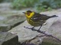 Cape May Warbler - South Padre Island