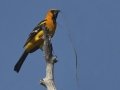 Altamira Oriole - Bentsen Rio Grande Valley State Park
