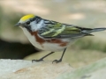 Chestnut-sided Warbler - South Padre Island