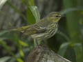 Cape May Warbler - South Padre Island