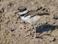 Killdeer fledgling - Superior Turf Farm, San Benito