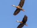 Black-bellied Whistling-Ducks - Frontera Audubon, Weslaco