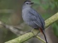 Gray Catbird - Laguna Seca Ranch, Edinburg