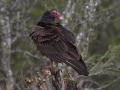 Turkey Vulture - Martin Refuge, Penitas