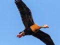 Black-bellied Whistling-Duck