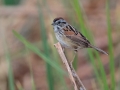 Swamp Sparrow - South Padre Island