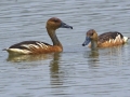 Fulvous Whistling-Ducks - Estero Llano Grande State Park, Weslaco