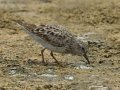 Least Sandpiper - Estero Llano Grande State Park, Weslaco