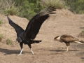 Black Vulture with Caracara - Martin Refuge, Penitas