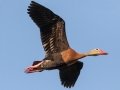 Black-bellied Whistling-Duck - Frontera Audubon, Weslaco
