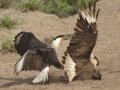 Crested Caracaras - Martin Refuge, Penitas