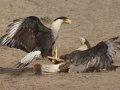 Crested Caracaras - Martin Refuge, Penitas
