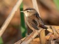 Marsh Wren - South Padre Island