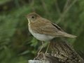 Veery - South Padre Island