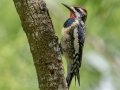 Yellow-bellied Sapsucker