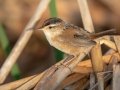 Marsh Wren - South Padre Island