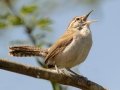 Bewick's Wren -  Bentsen Rio Grande Valley State Park