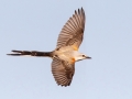 Scissor-tailed Flycatcher - South Padre Island