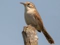 Bewick's Wren -  Bentsen Rio Grande Valley State Park
