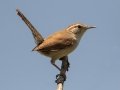 Bewick's Wren -  Bentsen Rio Grande Valley State Park