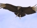 Black Vulture - Martin Refuge, Penitas