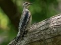 Yellow-bellied Sapsucker